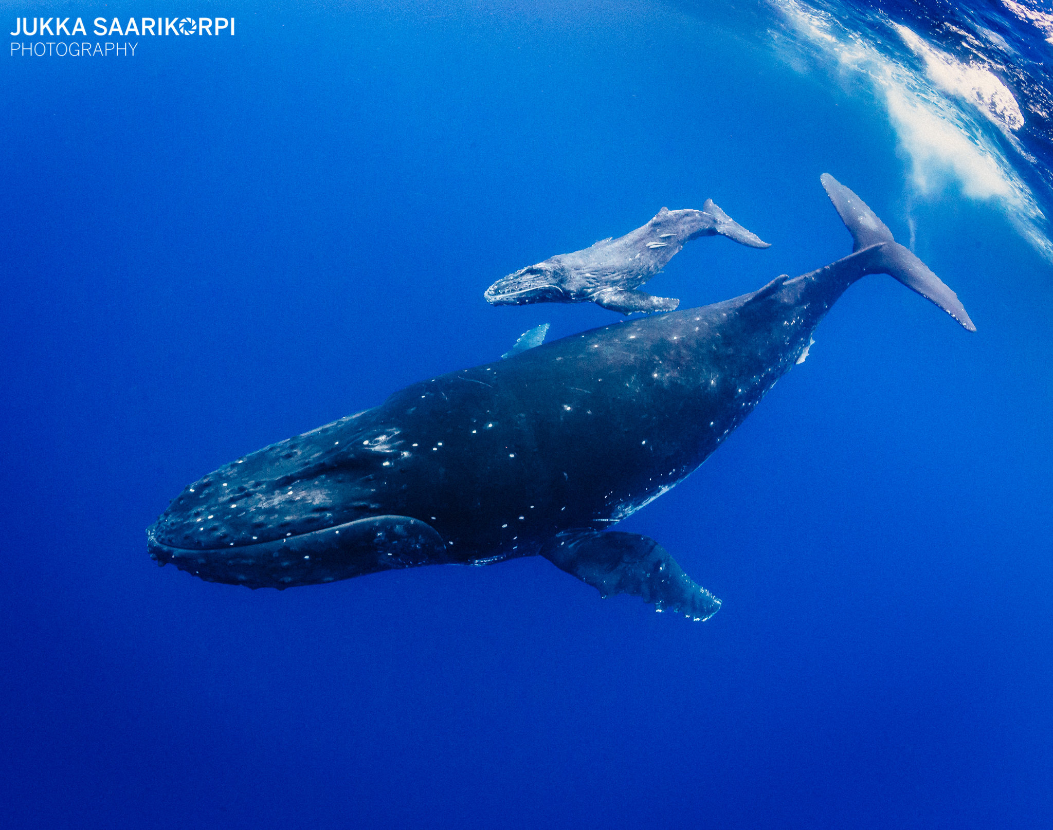 Swimming With Humpback Whales In Vava U Kingdom Of Tonga Jukka